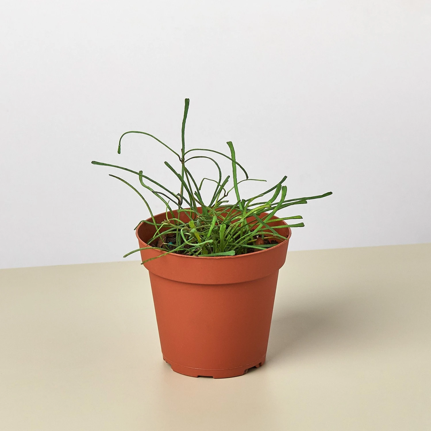 Hoya 'Grass Leafed' - 4" Pot 1 Hoya 'Grass Leafed' - 4" Pot