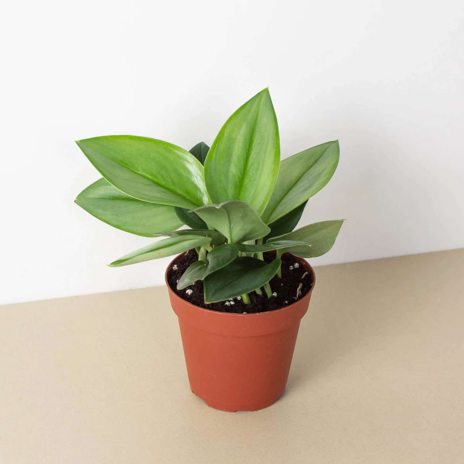 Scindapsus 'Moonlight' 1 Scindapsus 'Moonlight'