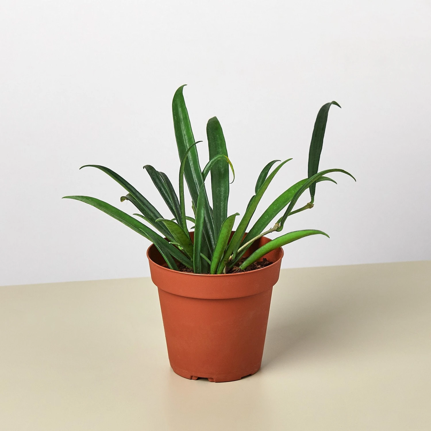 Hoya 'String Bean' - 4" Pot 1 Hoya 'String Bean' - 4" Pot