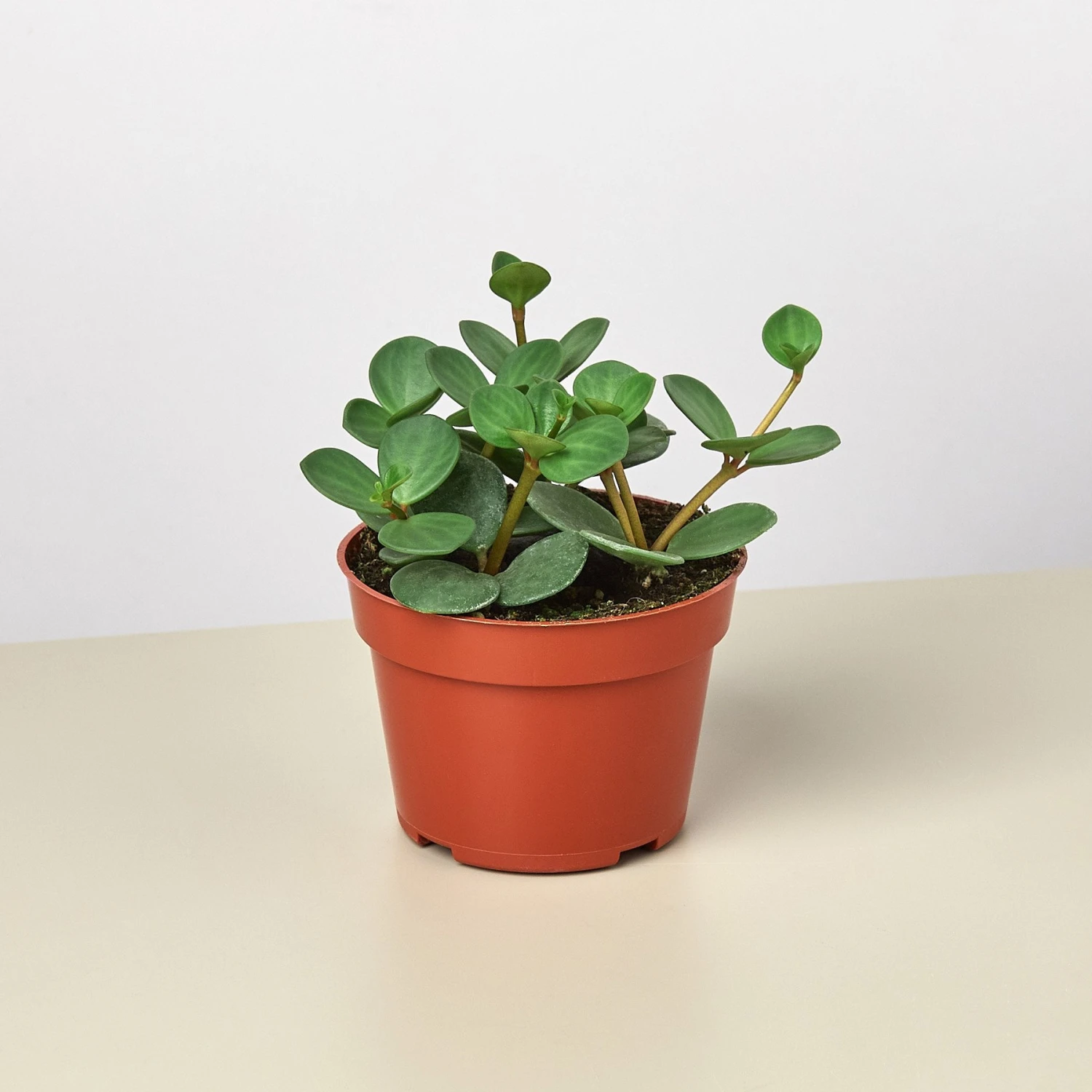 Peperomia 'Hope' 1 Peperomia 'Hope'