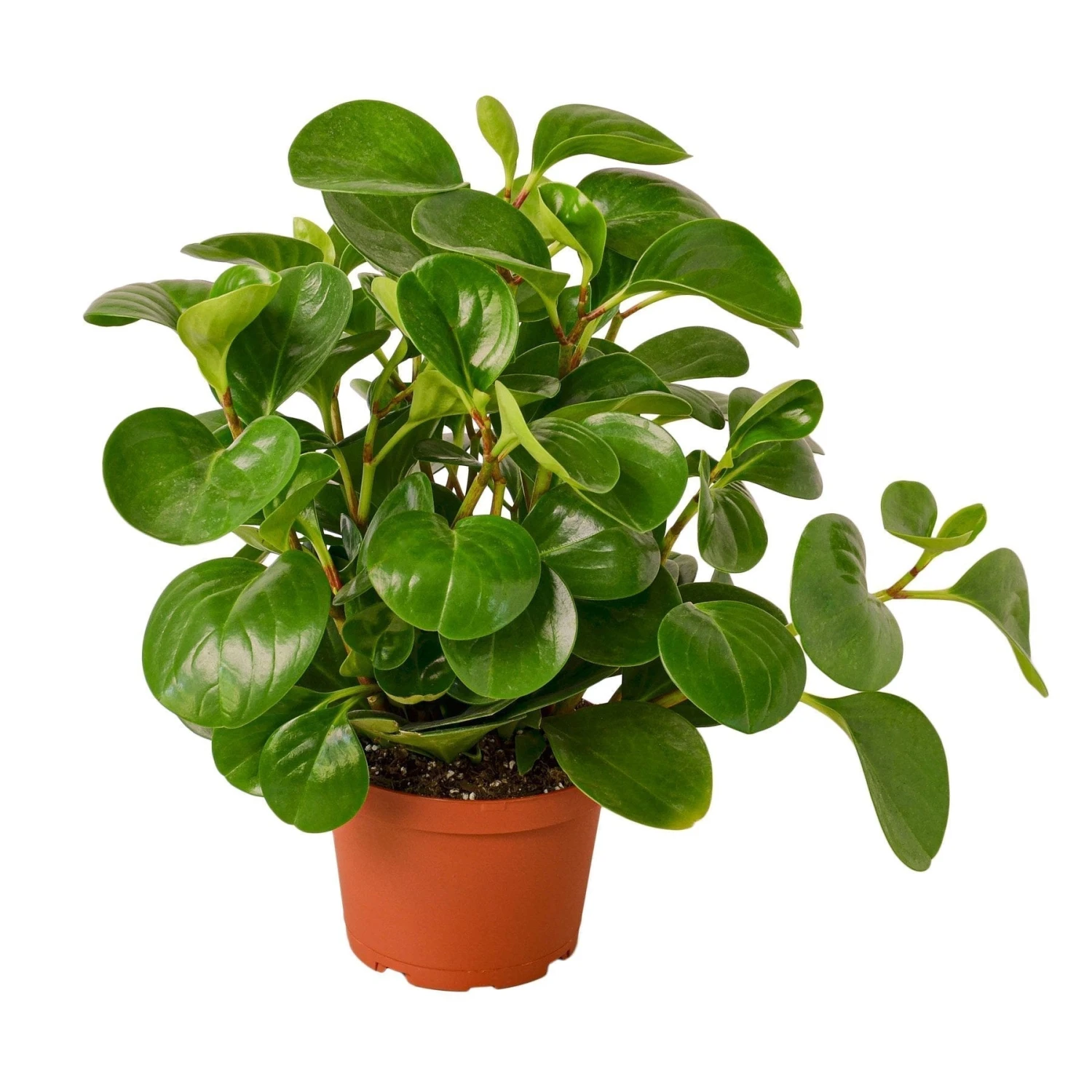 Peperomia Thailand - 6" Pot - NURSERY POT ONLY 1 Peperomia Thailand - 6" Pot - NURSERY POT ONLY
