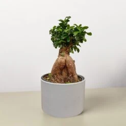 Ficus 'Ginseng' 8 Ficus 'Ginseng' -Plant house ginseng greypot