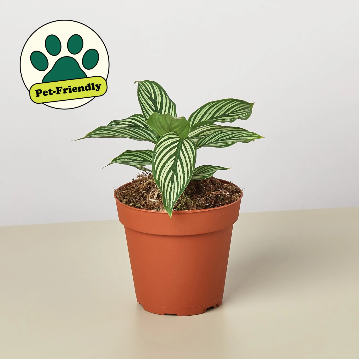 Calathea 'Vittata' 1 Calathea 'Vittata'