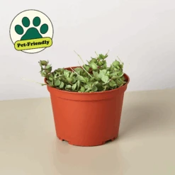 Hoya 'Curtisii' 9 Hoya 'Curtisii' -Plant house image png1081669055