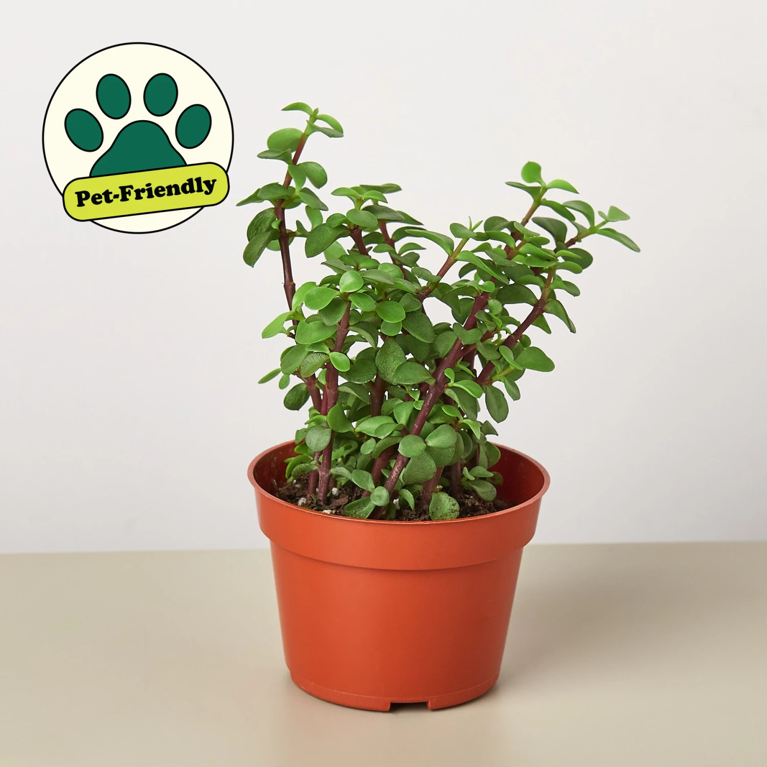 Succulent 'Elephant Bush' 1 Succulent 'Elephant Bush'