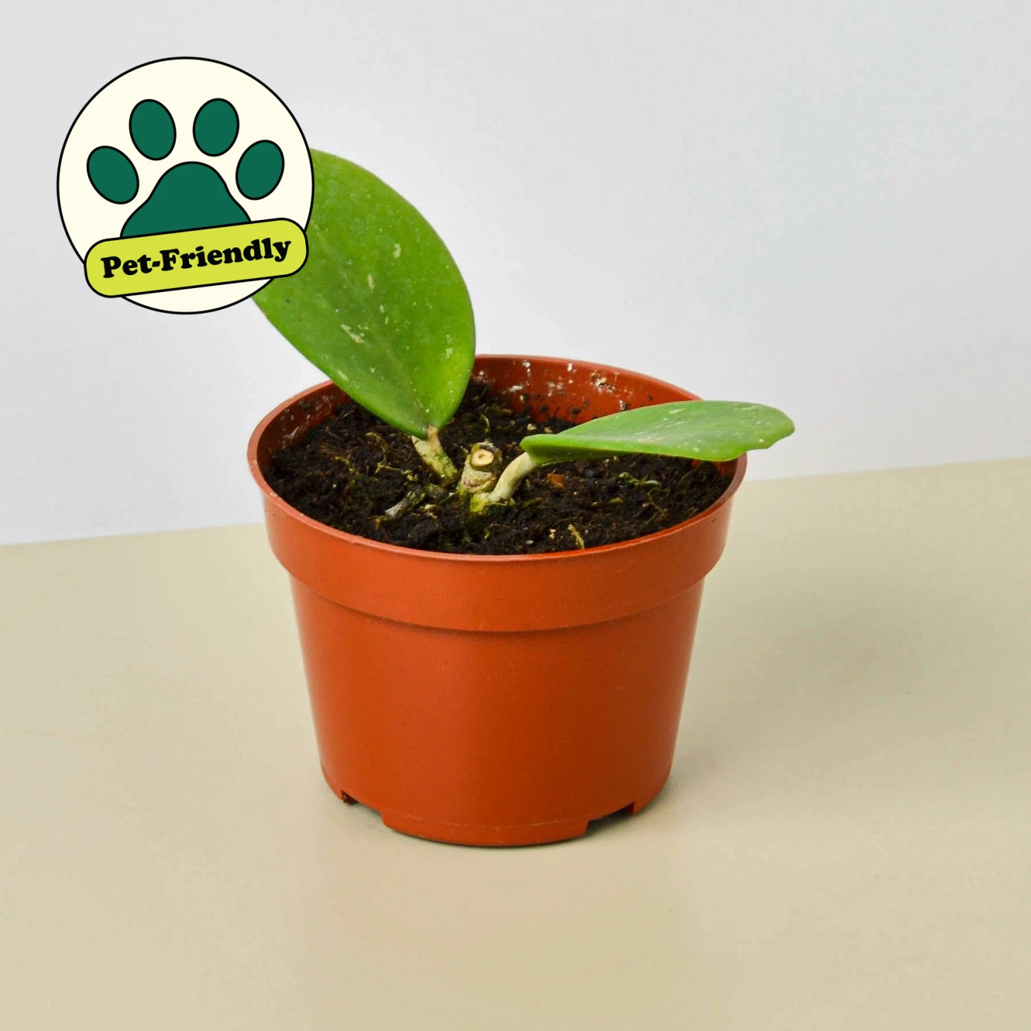 Hoya Obovata 1 Hoya Obovata