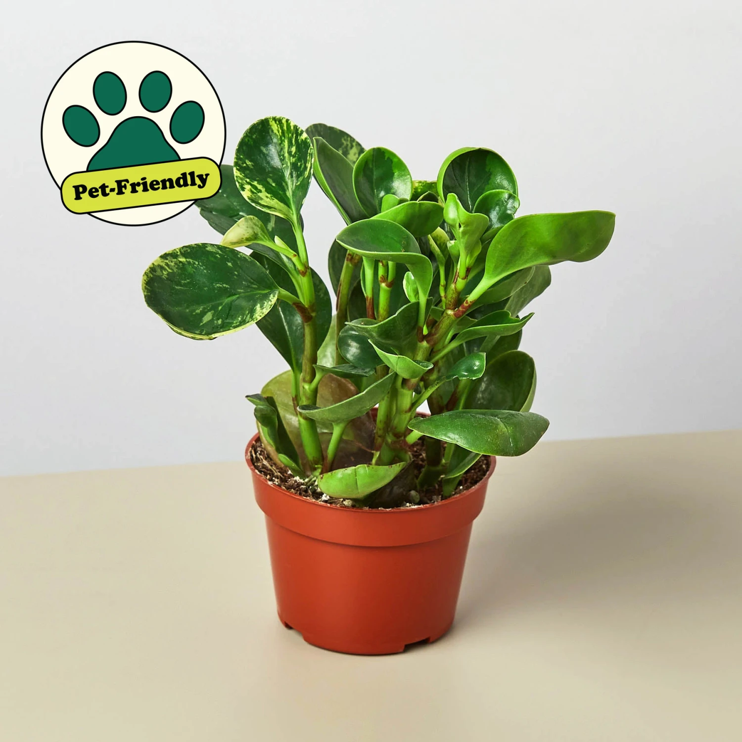 Peperomia 'Marble' 1 Peperomia 'Marble'