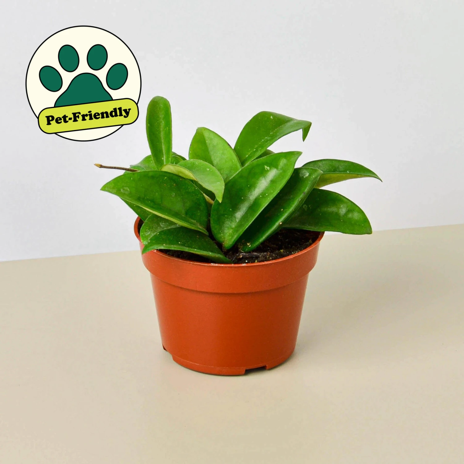 Hoya Carnosa 1 Hoya Carnosa