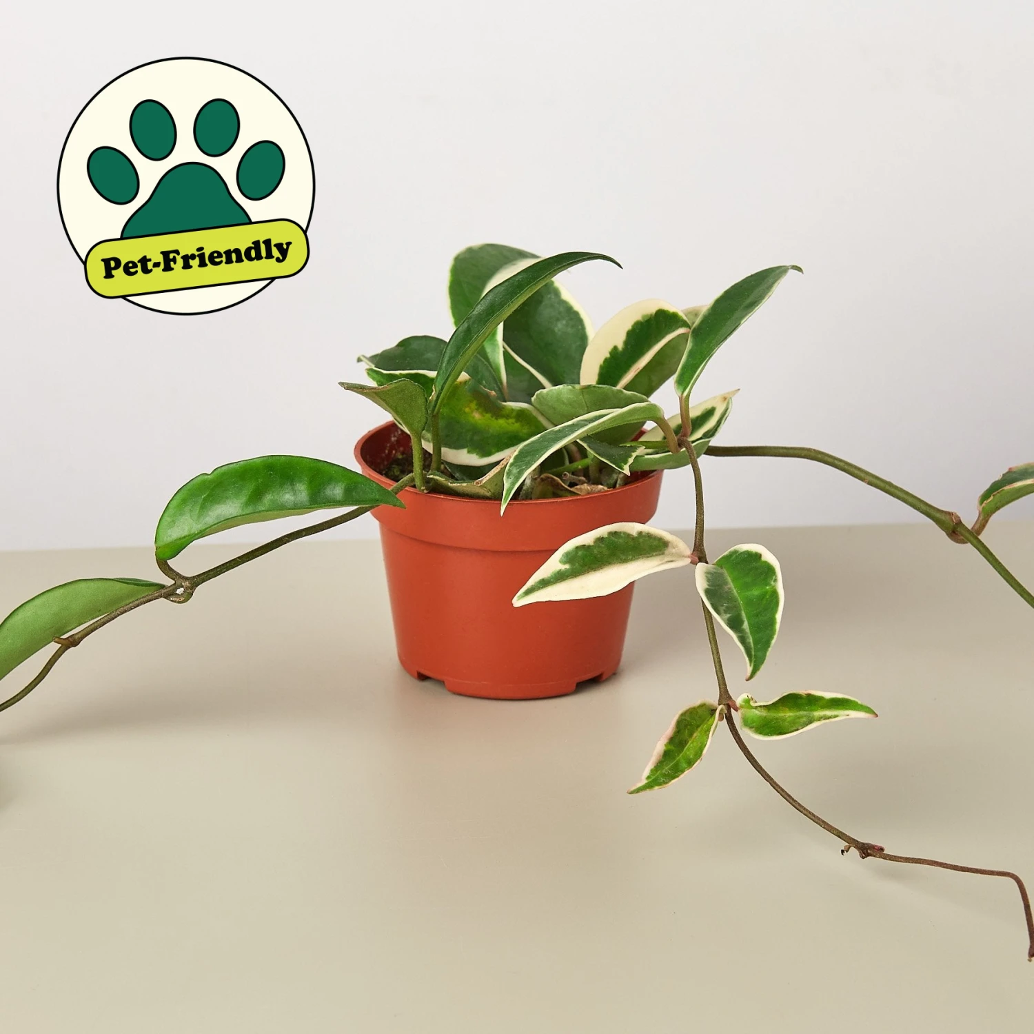 Hoya Carnosa 'Tricolor' 1 Hoya Carnosa 'Tricolor'