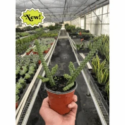 Red Dragon Flower (Huernia Schneideriana)