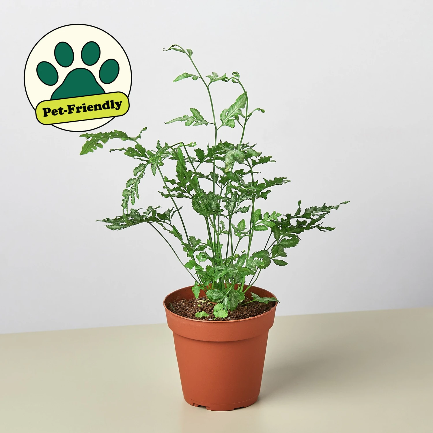 Pteris Ensiformis 'Silver Lace' 1 Pteris Ensiformis 'Silver Lace'