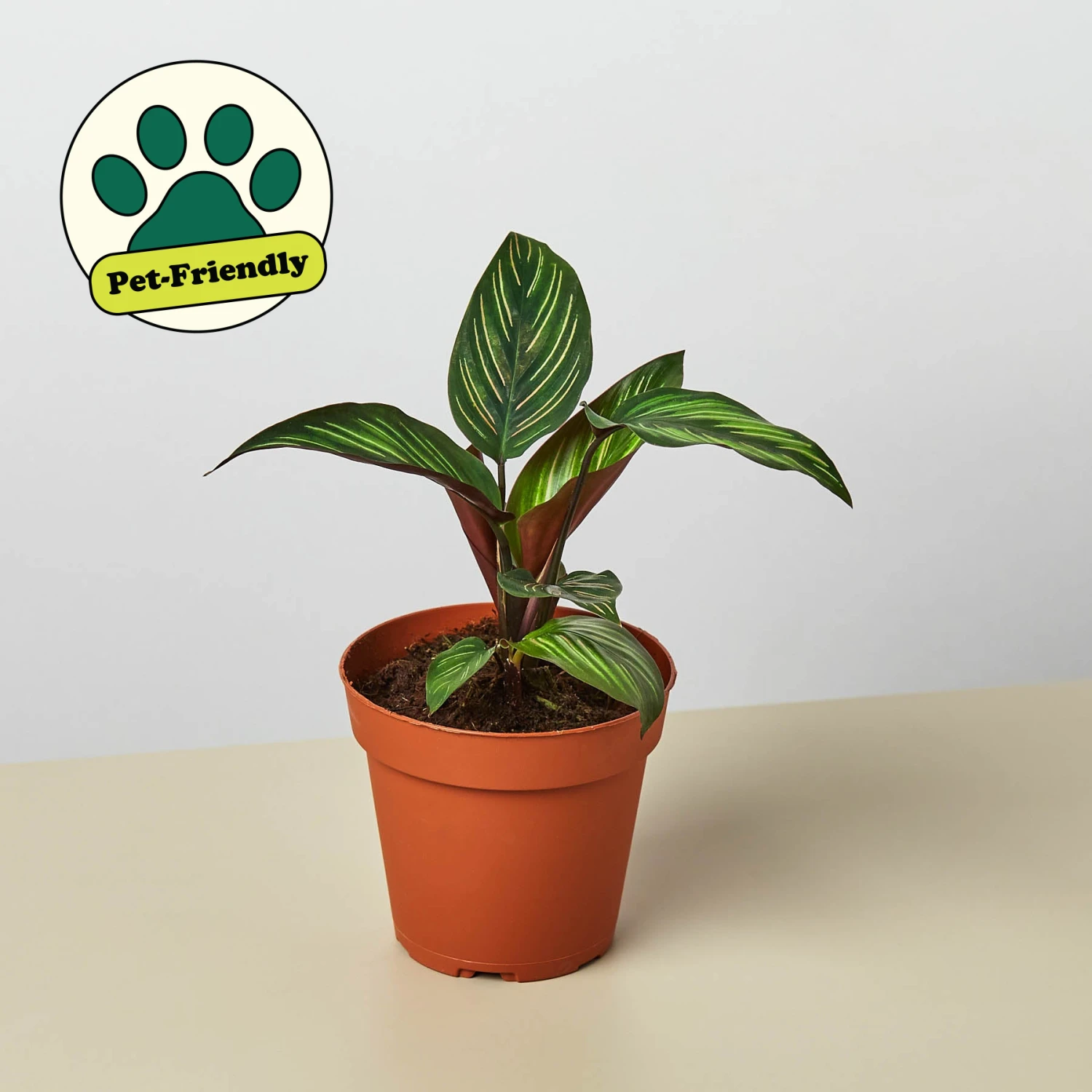 Calathea 'Beauty Star' 1 Calathea 'Beauty Star'