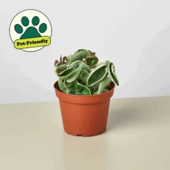 Hoya 'Rope Plant' Variegated