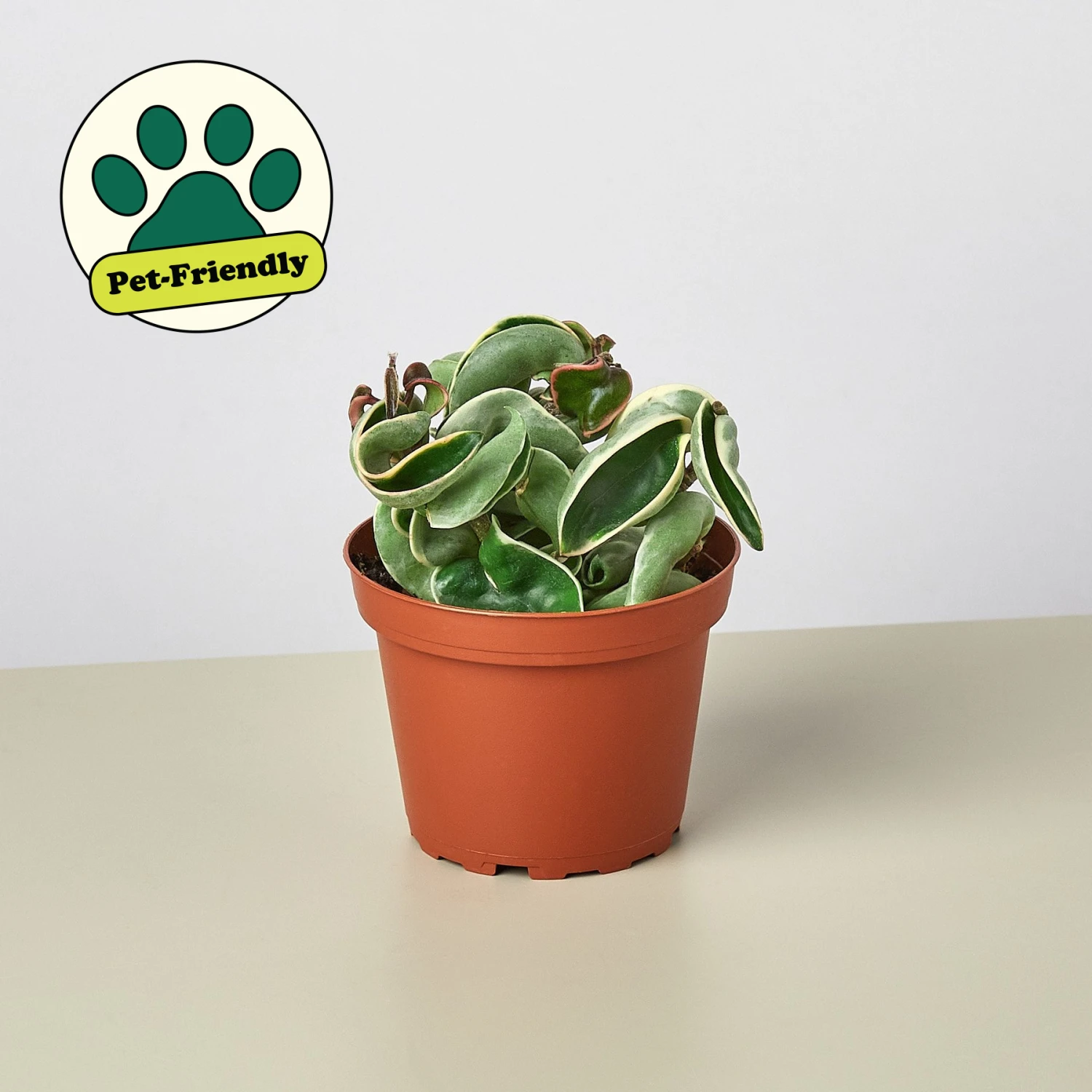 Hoya 'Rope Plant' Variegated 1 Hoya 'Rope Plant' Variegated