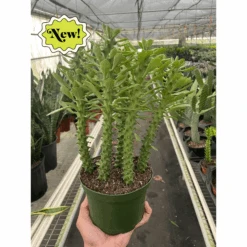 Euphorbia 'Sausage Spurge'
