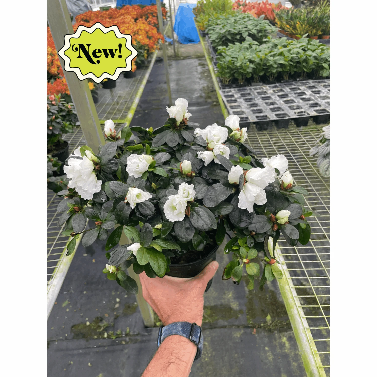 Azalea (Rhododendron) 2 Azalea (Rhododendron) - Image 2