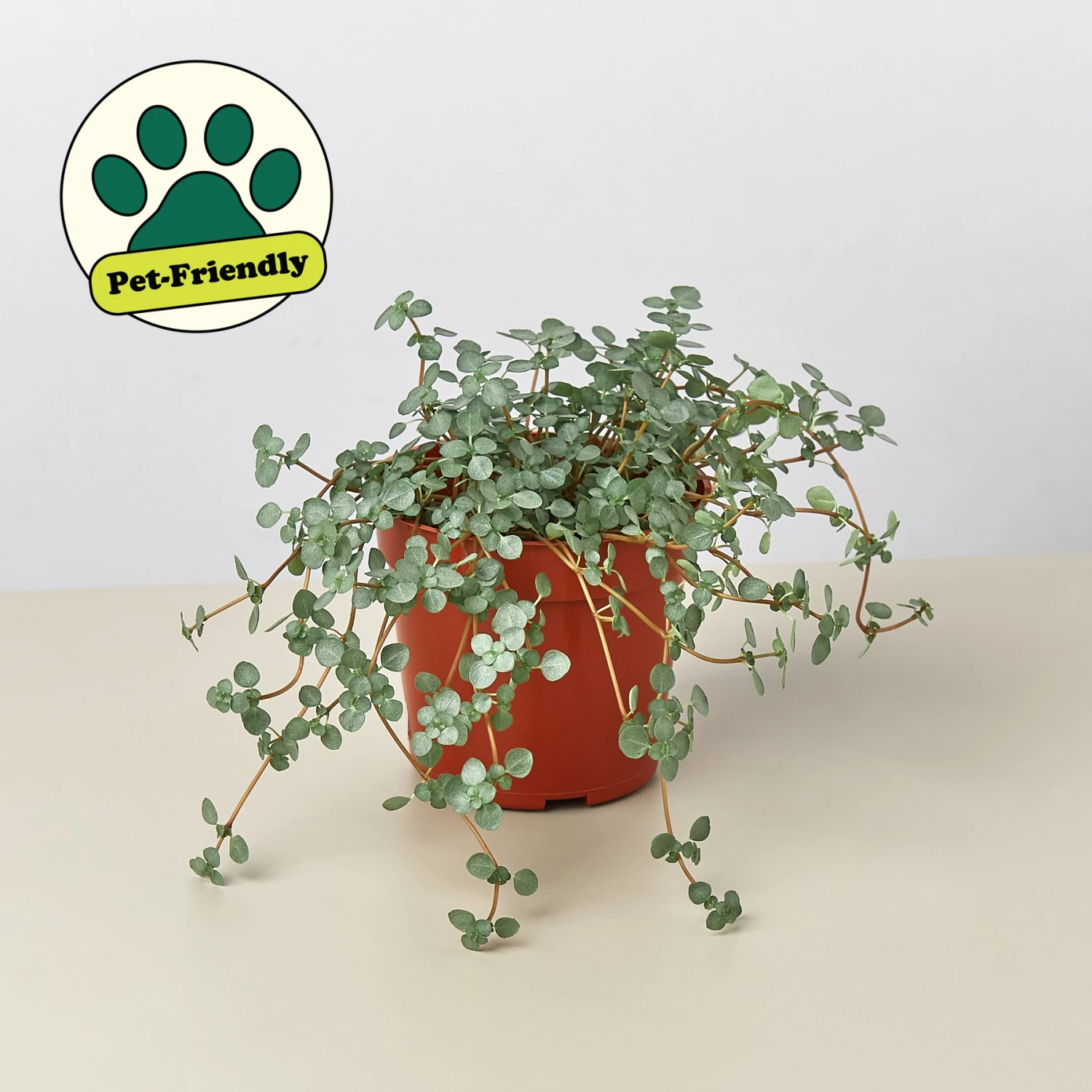 Nettle 'Silver Sparkle' 1 Nettle 'Silver Sparkle'