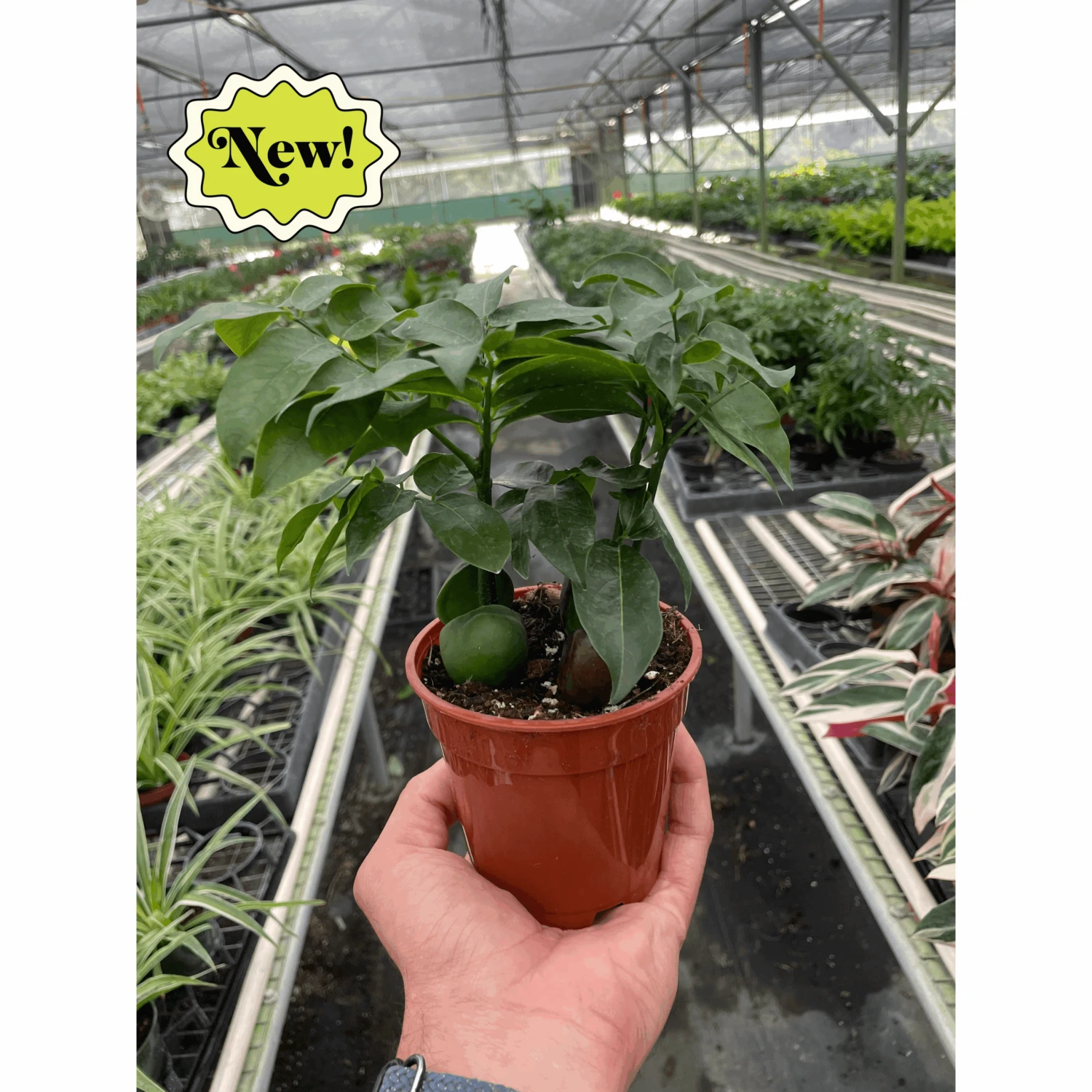 Castanospermum 'Lucky Bean' 1 Castanospermum 'Lucky Bean'