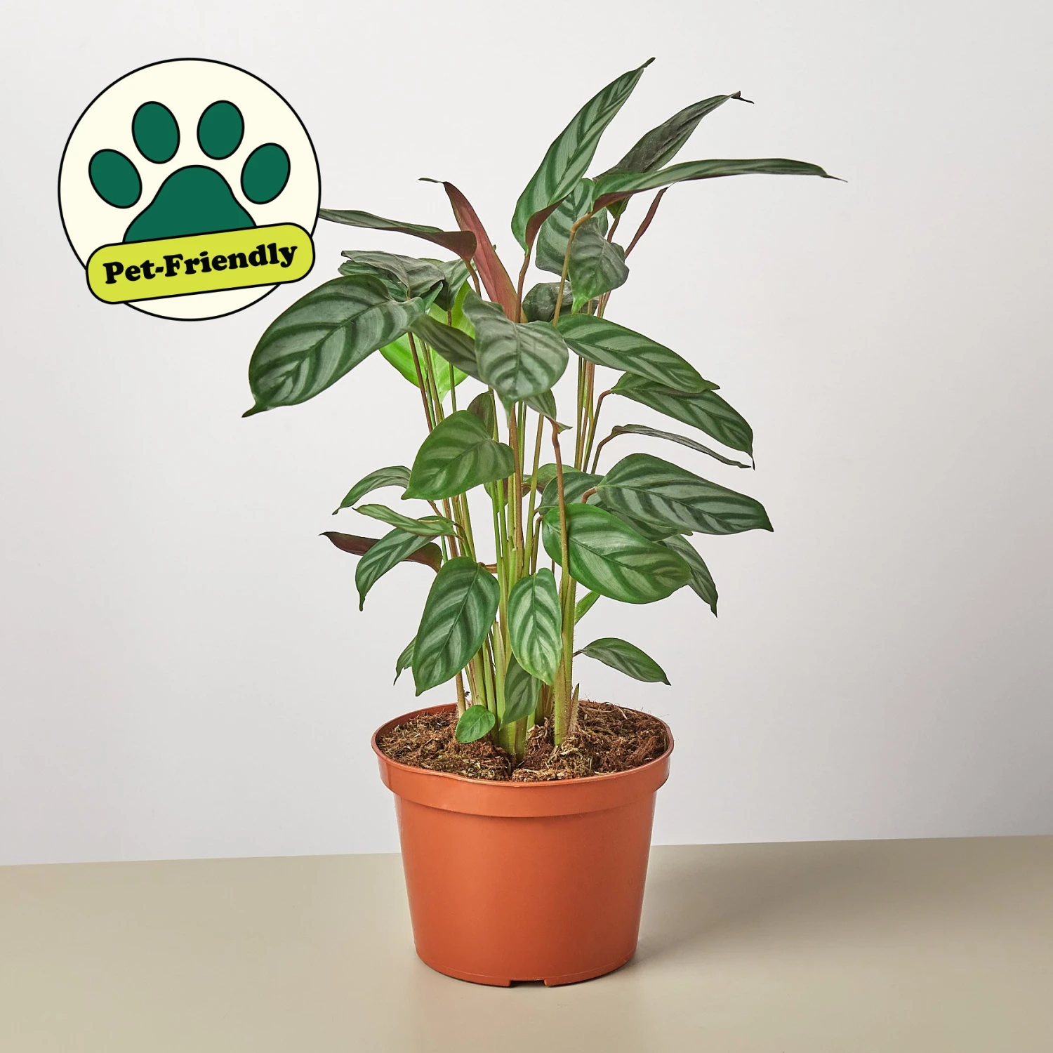 Calathea 'Grey Star' 1 Calathea 'Grey Star'