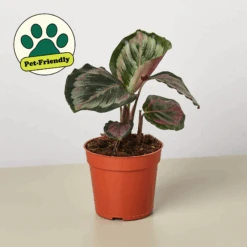 Calathea Roseopicta 'Medallion' II