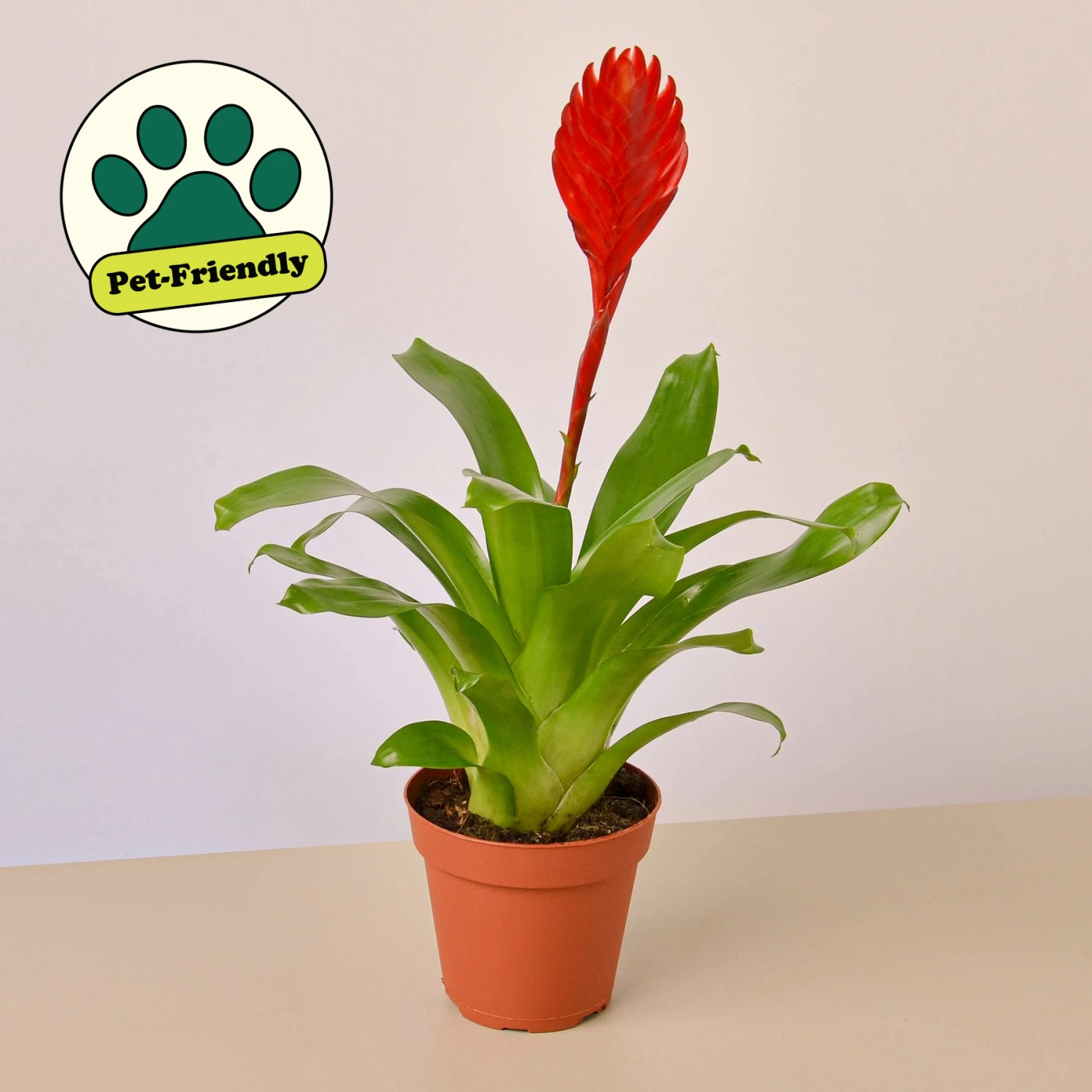 Bromeliad 'Christiane' 1 Bromeliad 'Christiane'