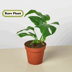 Plant Paradise Large Bundle -Plant house image png444460491