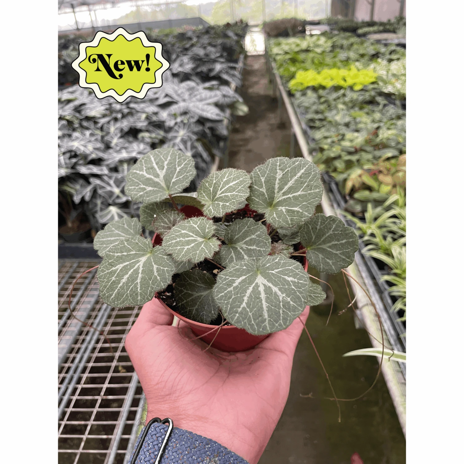 Begonia 'Strawberry' 1 Begonia 'Strawberry'