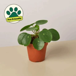 Plant Paradise Extra Large Bundle 10 Plant Paradise Extra Large Bundle -Plant house image png491705038 8c7a8dc6 4926 4ee4 8e0b 003a4a438b49