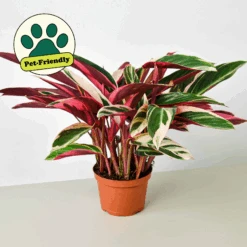 Stromanthe 'Triostar'