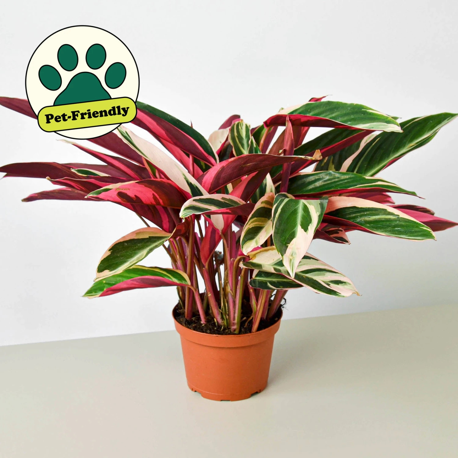 Stromanthe 'Triostar' 1 Stromanthe 'Triostar'