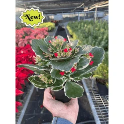 Kalanchoe 8 Kalanchoe -Plant house image png678551089