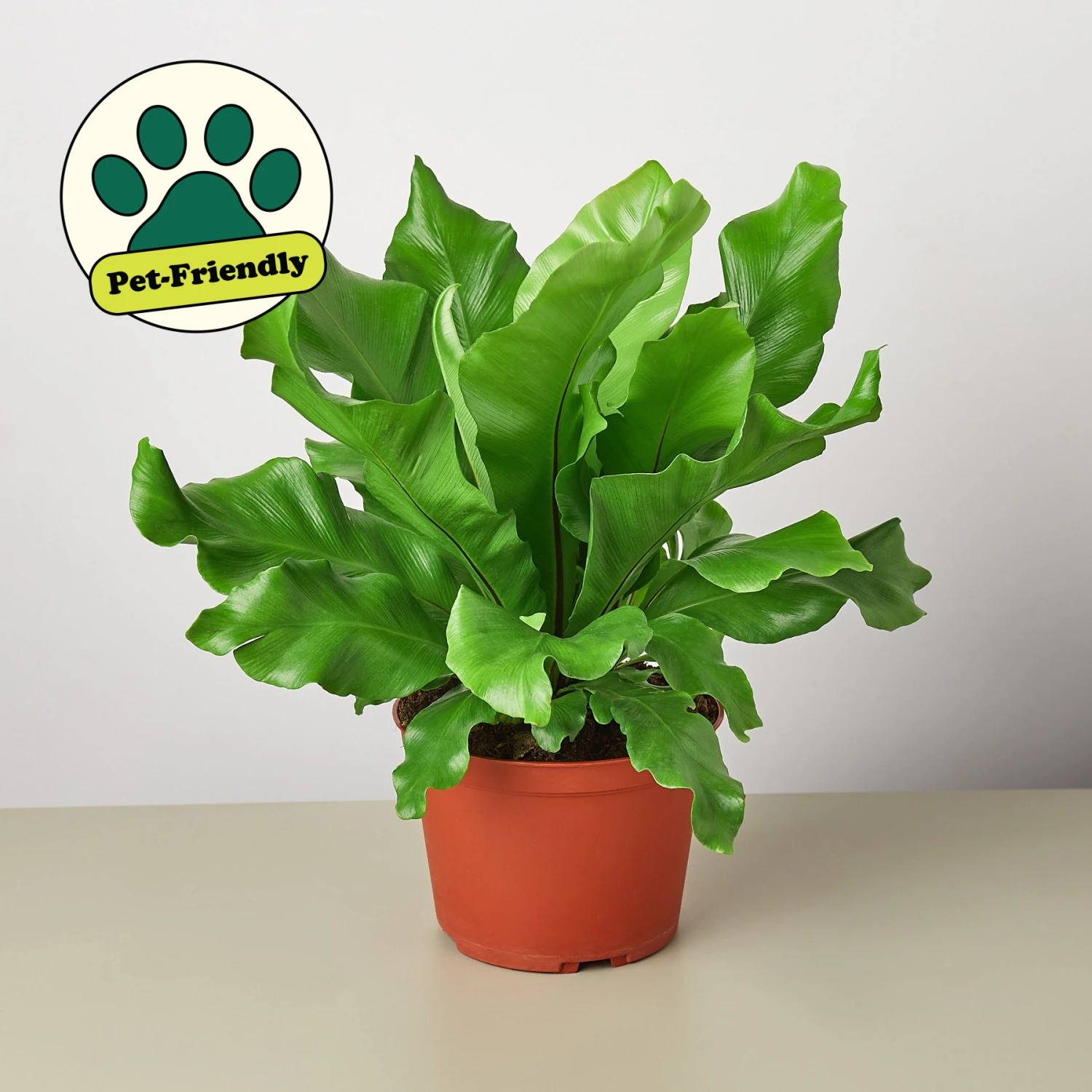 Bird's Nest 'Nidus' Fern 1 Bird's Nest 'Nidus' Fern