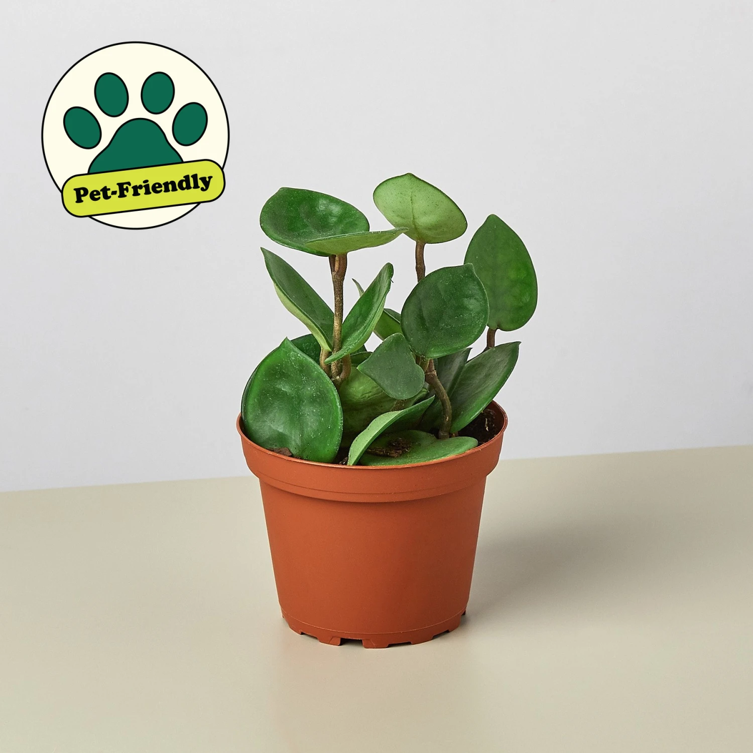 Hoya Carnosa 'Chelsea' 1 Hoya Carnosa 'Chelsea'