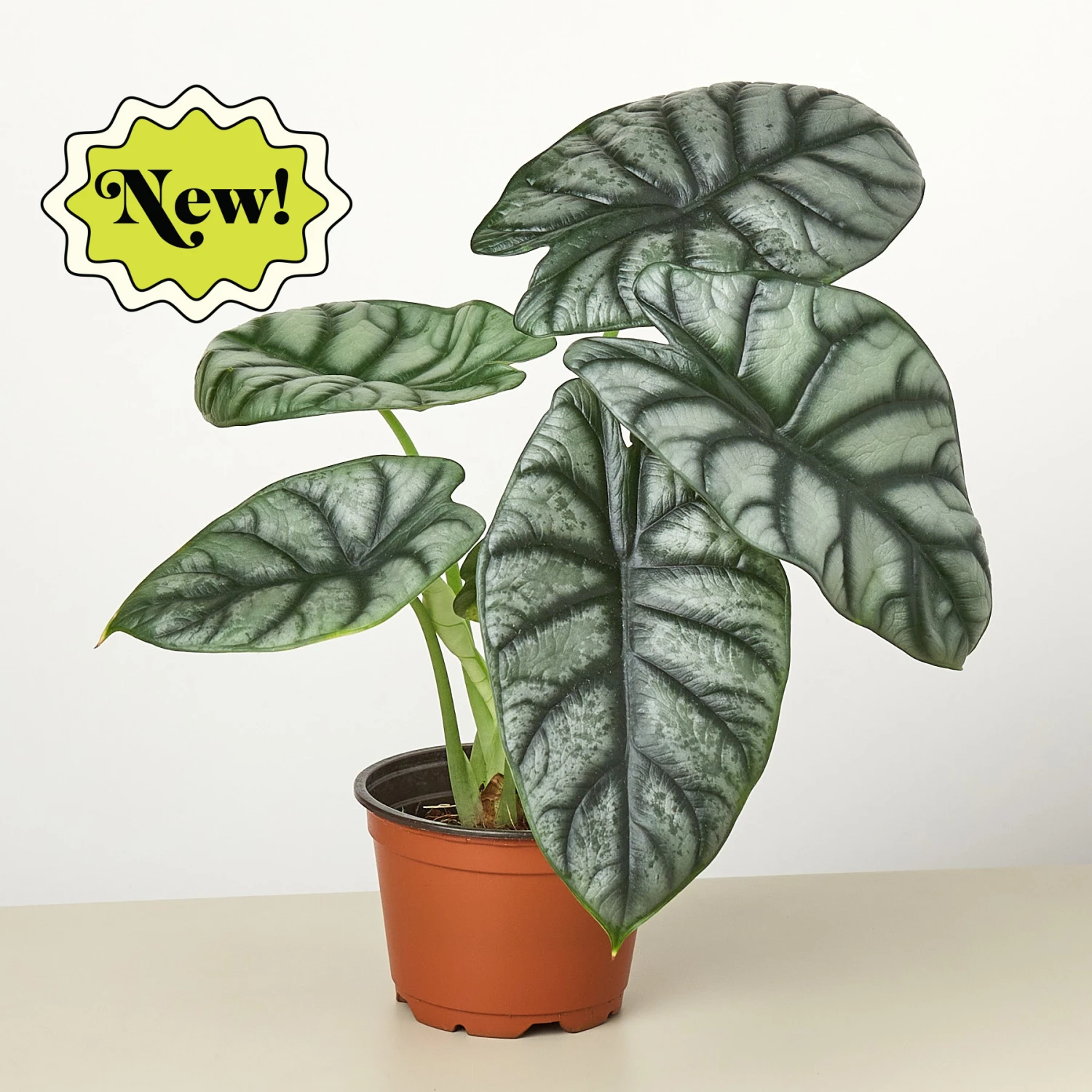 Alocasia 'Silver Dragon' 1 Alocasia 'Silver Dragon'