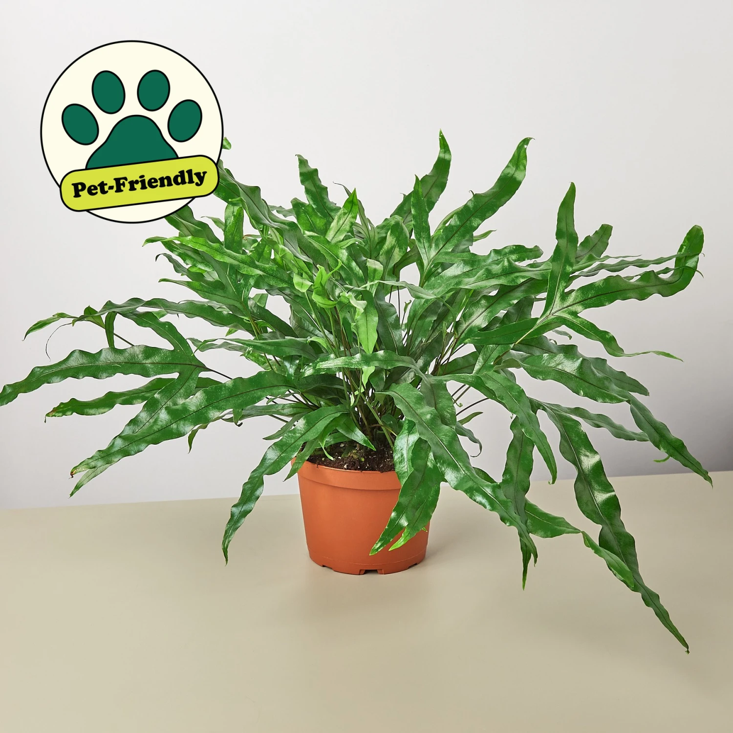 Fern 'Kangaroo Paw' 1 Fern 'Kangaroo Paw'