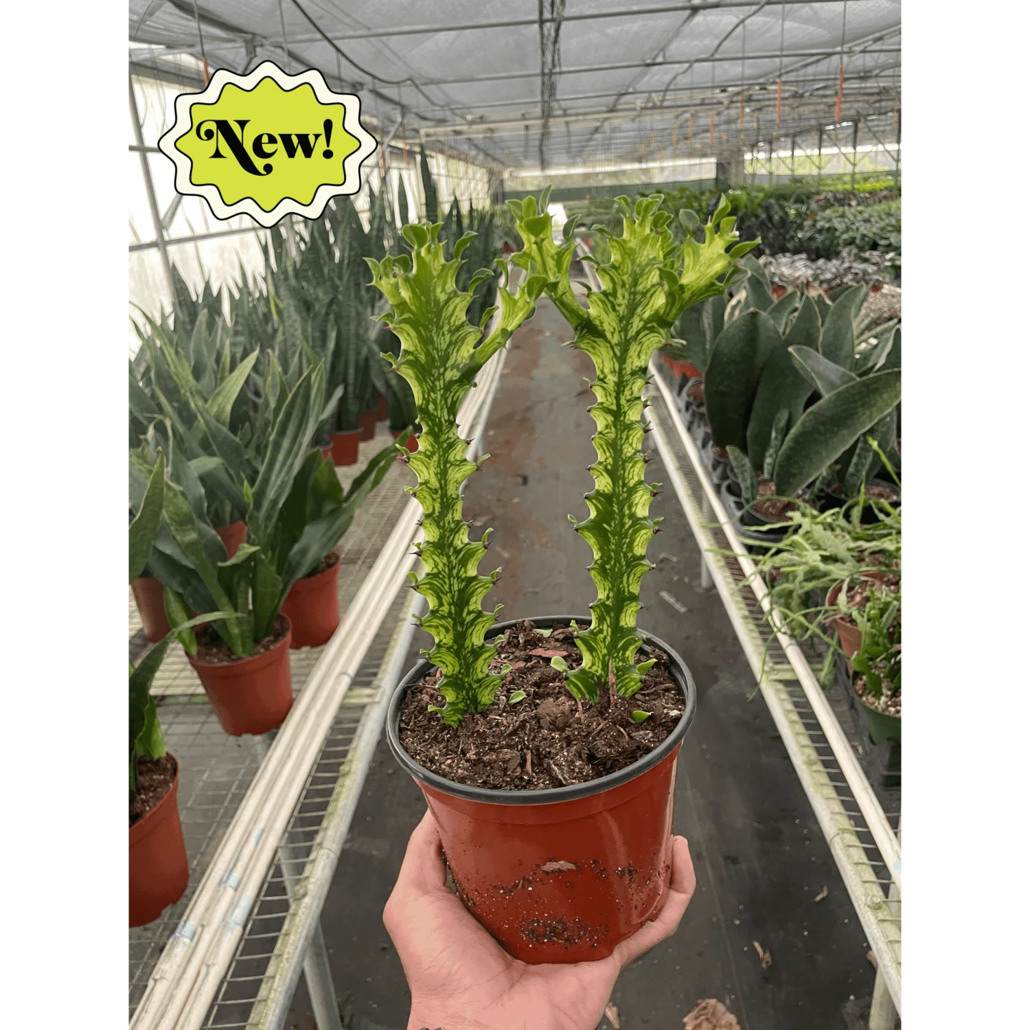 Euphorbia 'Mint Cream' 1 Euphorbia 'Mint Cream'