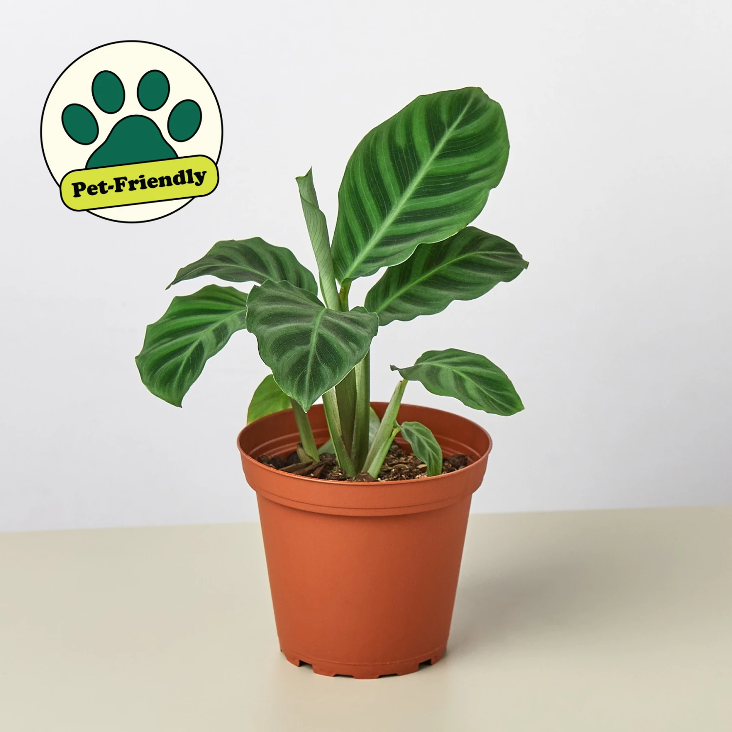 Calathea 'Zebrina' - 4" Pot 1 Calathea 'Zebrina' - 4" Pot