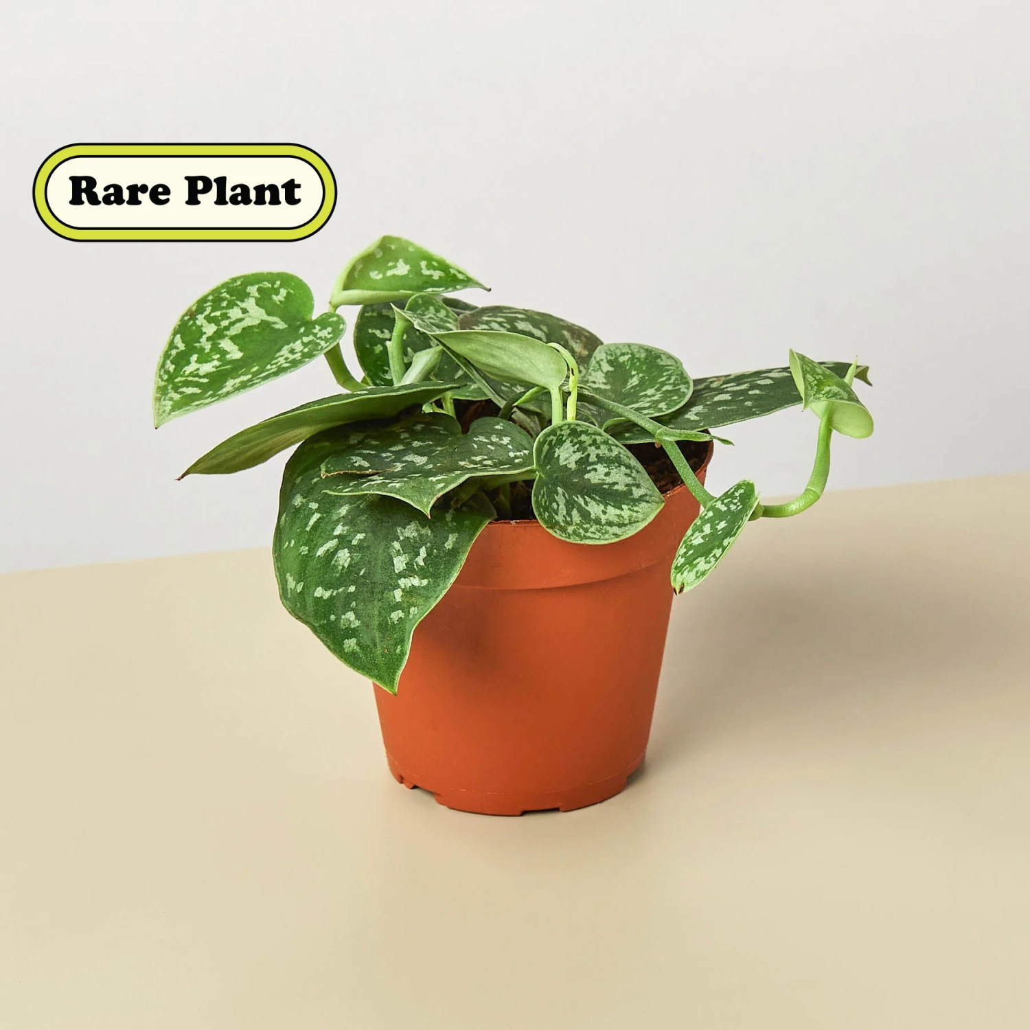 Pothos 'Satin' 1 Pothos 'Satin'