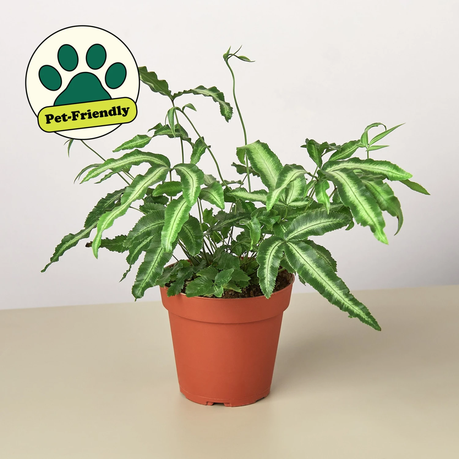 Pteris Cretica 'Albo Fern' 1 Pteris Cretica 'Albo Fern'