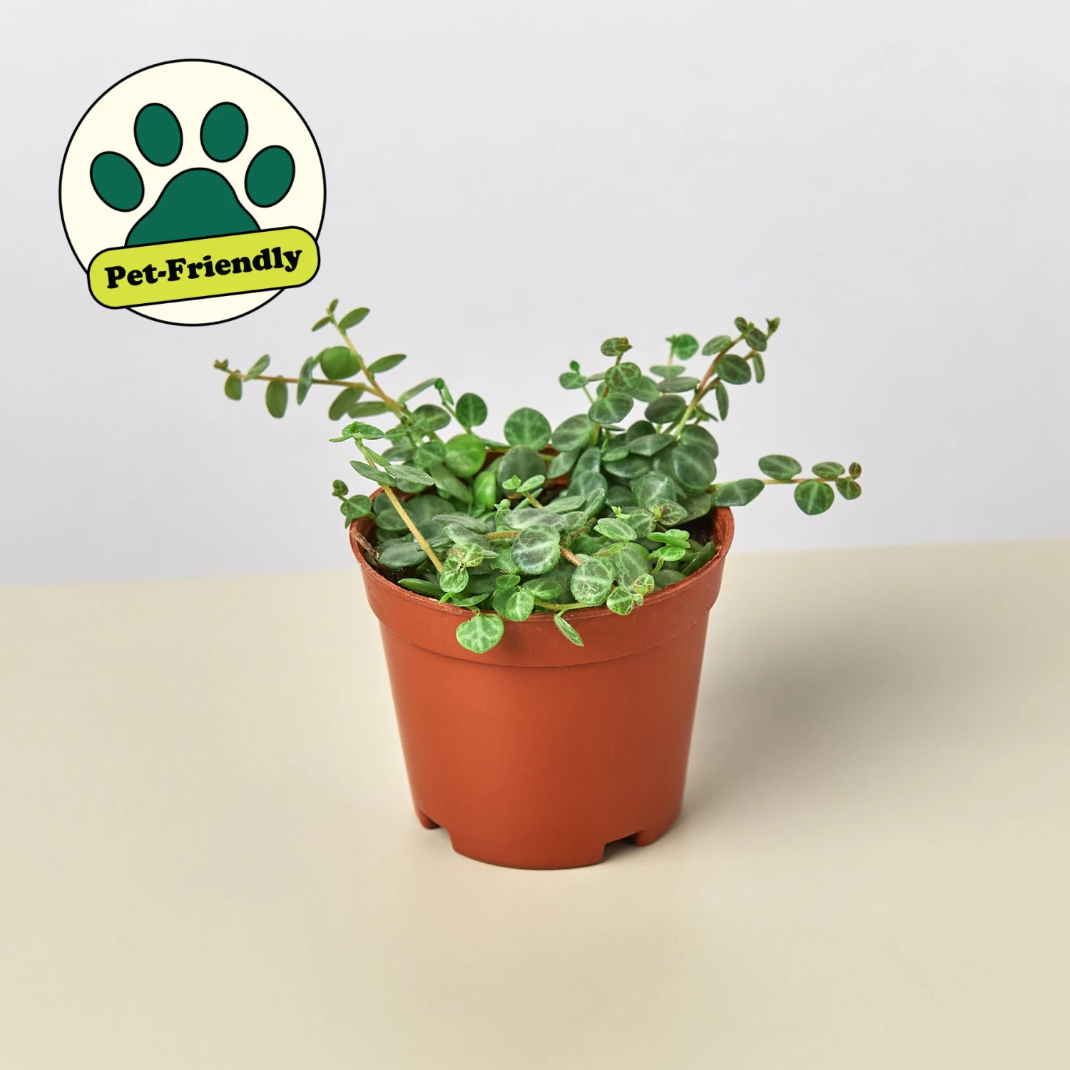 Peperomia Prostrata 'String Of Turtles' 1 Peperomia Prostrata 'String Of Turtles'