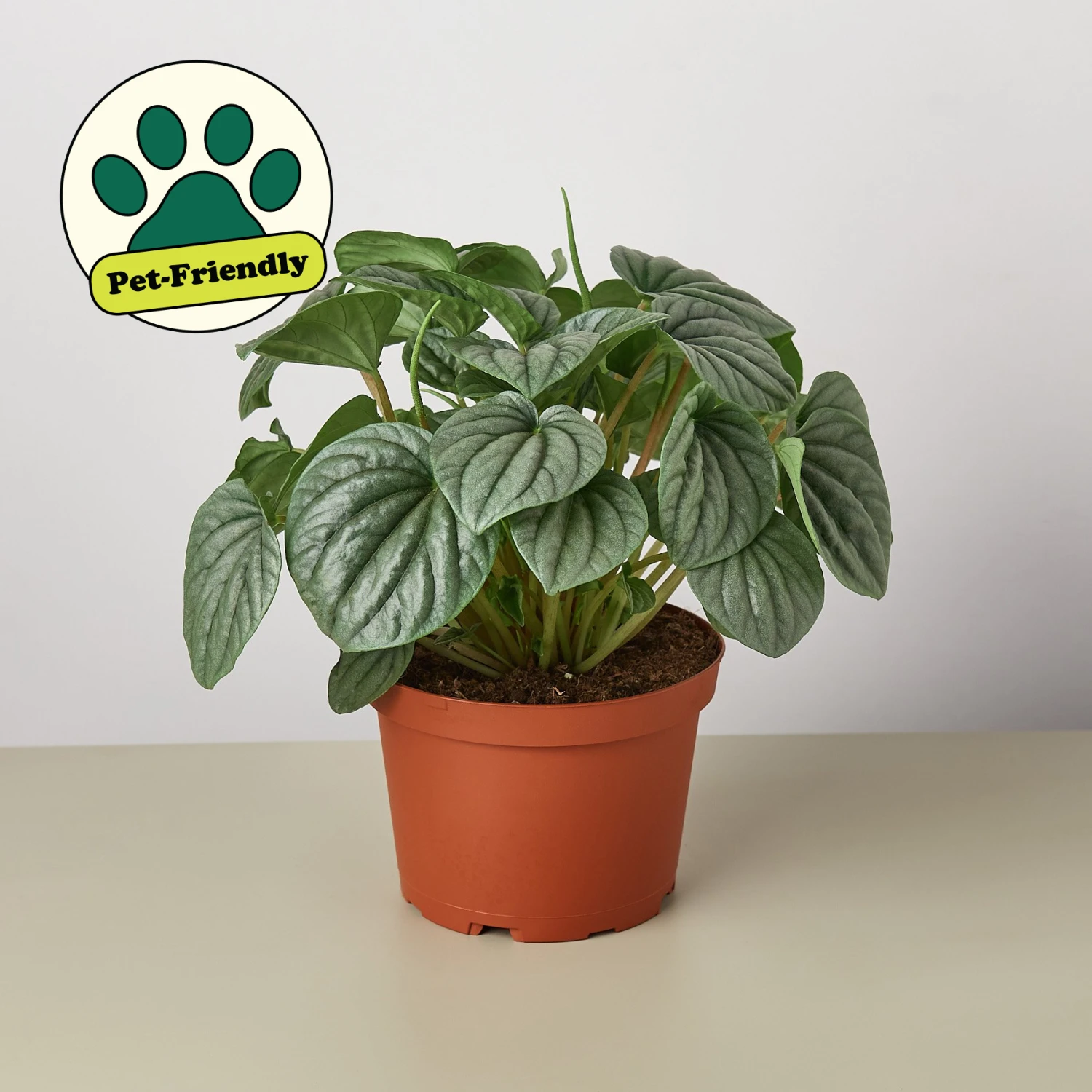 Peperomia 'Frost 1 Peperomia 'Frost