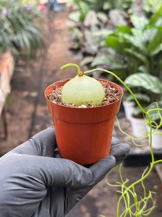 Climbing Onion 1 Climbing Onion