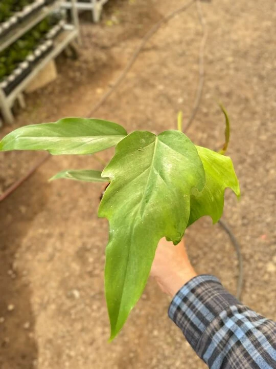 Philodendron Mayoi 1 Philodendron Mayoi