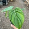 Philodendron 'Mcdowell'