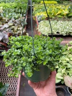 Peperomia Deppeana -Plant house img 6849 720