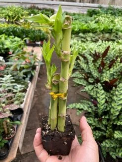 Dracaena 'Lucky Bamboo' 11 Dracaena 'Lucky Bamboo' -Plant house img 6862 720