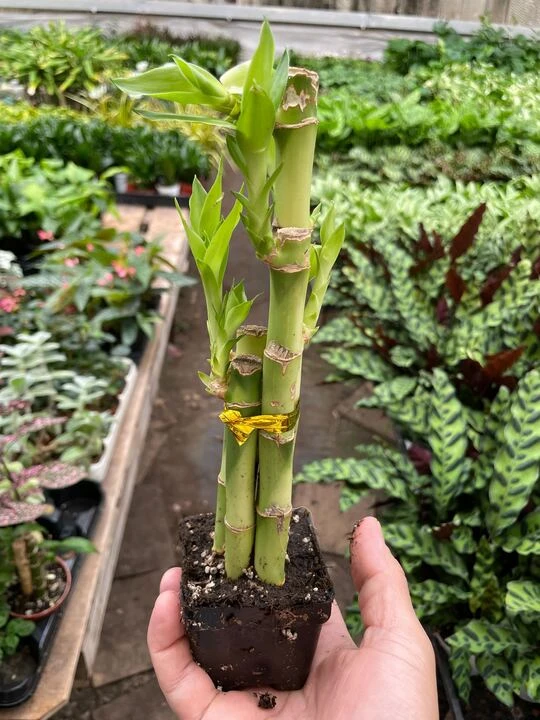 Dracaena 'Lucky Bamboo' 6 Dracaena 'Lucky Bamboo' - Image 6