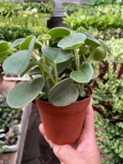 Peperomia 'Felted' -Plant house img 6909 720