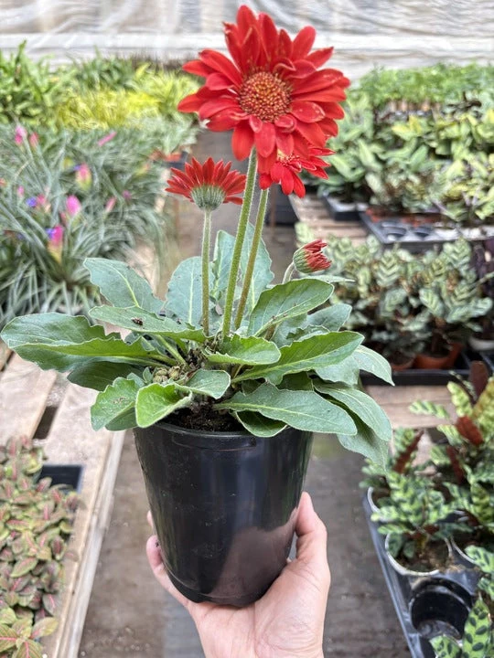 Gerbera Sweet Love Red 1 Gerbera Sweet Love Red