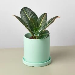 Matte Finish Cylinder Planter With Saucer -Plant house mattepotmint detail